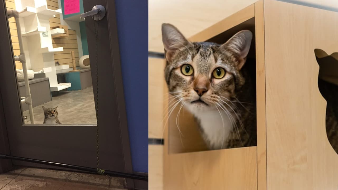 “A Quilty le encanta dejar salir a los gatos del cuarto”: publicación de centro de adopción que se hizo viral