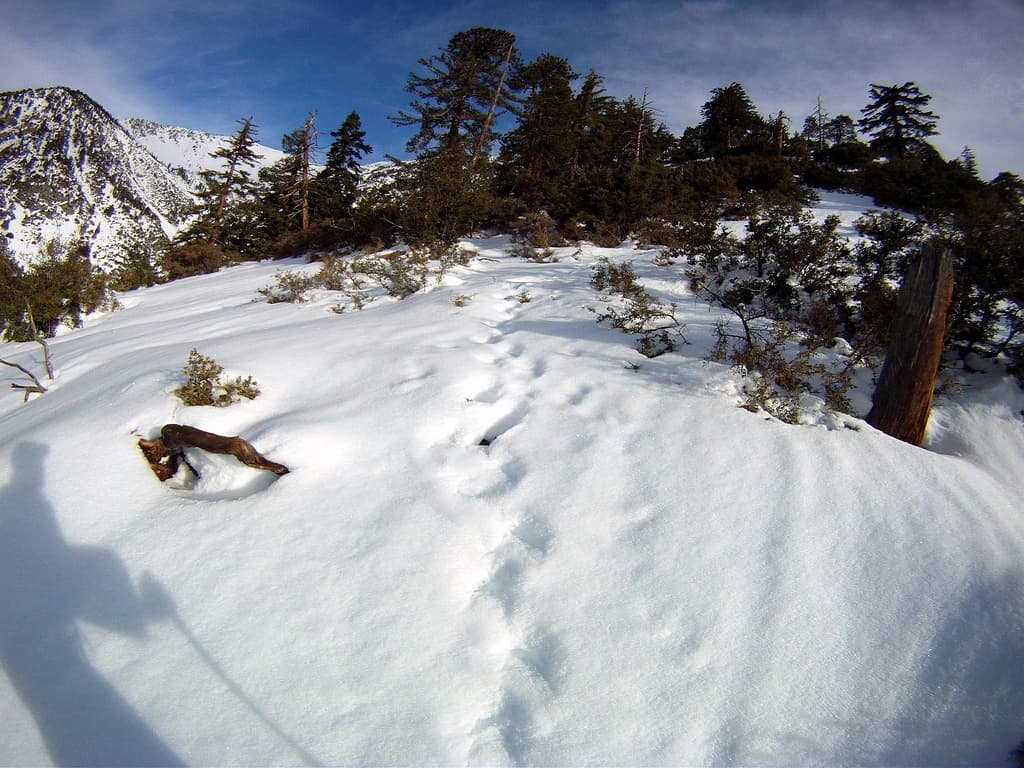 Muertes en el monte Baldy obligan a cerrar sus accesos temporalmente