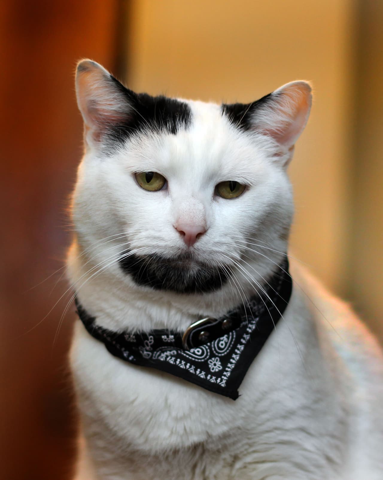 Este gatito será la envidia de muchos hombres, ¡pues tiene una barba fantástica!