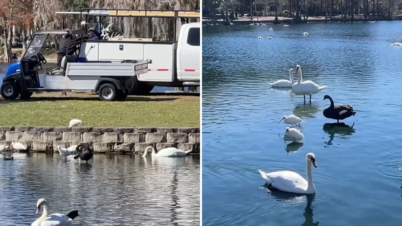 Confirman muerte de 37 aves por gripe aviar en Lake Eola; autoridades refuerzan monitoreo