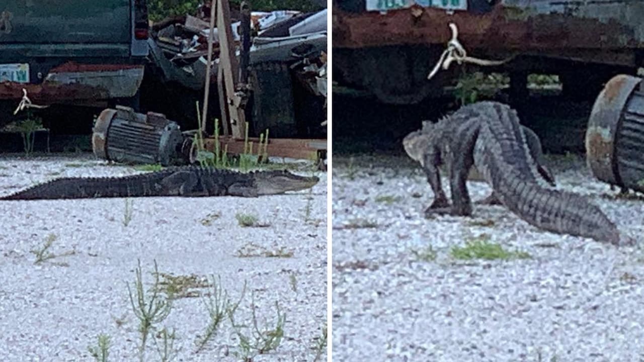 ¡Cuidado donde pisas! Un caimán podría estar cerca de tí