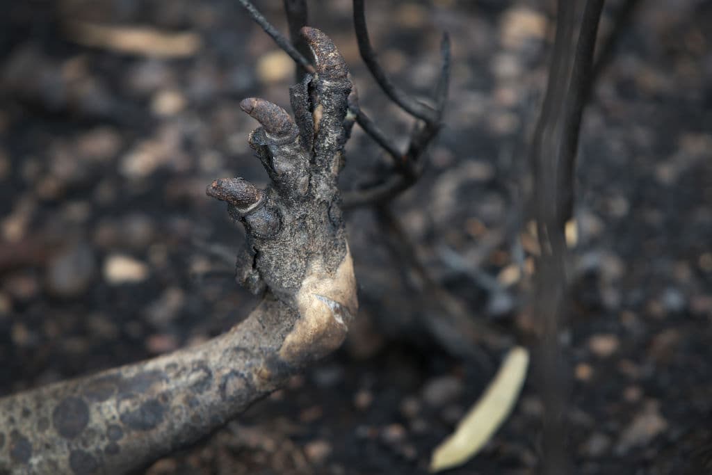 Desde el septiembre pasado, los incendios han arrasado una superficie de más de 80,000 kilómetros cuadrados y se han cobrado la vida de 28 personas. En la imagen la pata de un canguro víctima de un incendio.