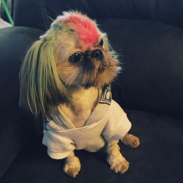 Inclusive, el artista puertorriqueño ha utilizado a sus perros para bromear con sus colegas del género. Una de sus víctimas lo fue J Balvin y los estilos de cabello que el colombiano tiende a tener.
<br>
