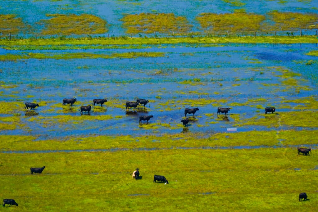 También el ganado en la isla Sanibel fue afectado. En la imagen aparece un campo inundado tras el paso del huracán Ian.