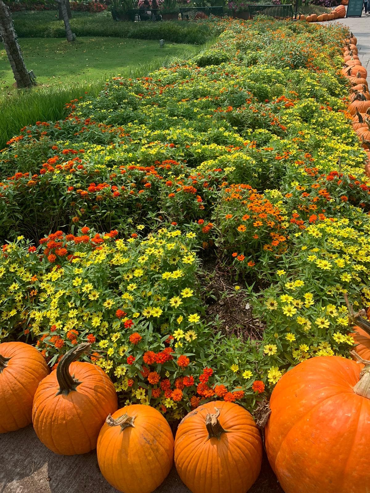 El festival estará en exhibición desde el sábado 19 de septiembre hasta el 1 de noviembre, según el Dallas Arboretum.