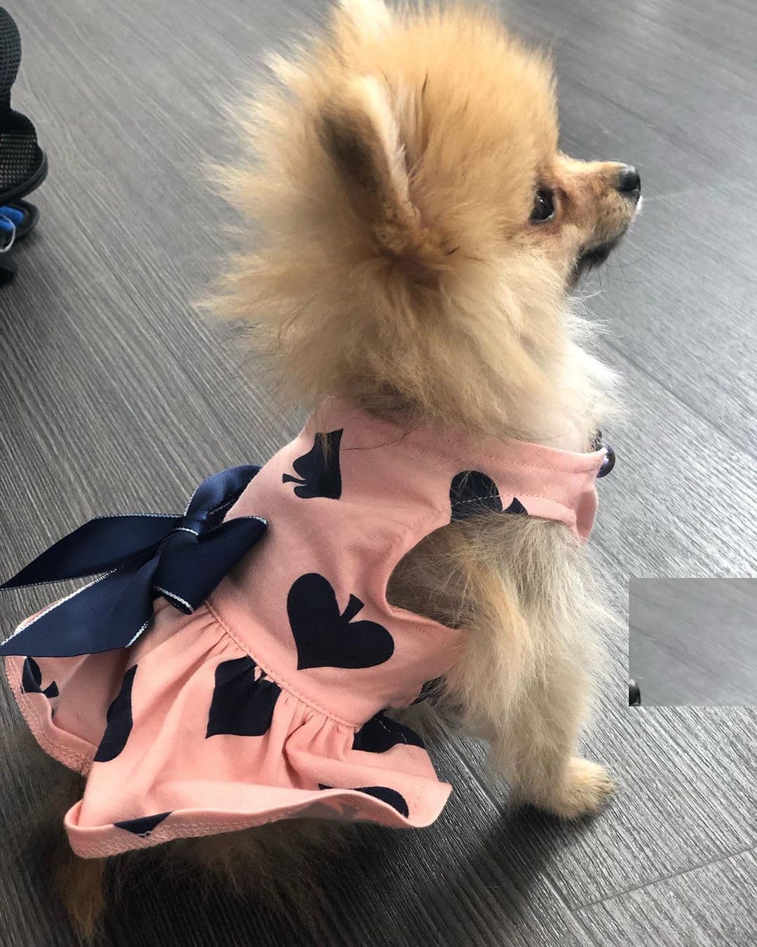 Este martes 17 de septiembre, Despierta América le dio la bienvenida a una nueva integrante en la gran familia, se trata de Bombom, una simpática perrita de raza pomeriana que llega a inundar de alegría al estudio.