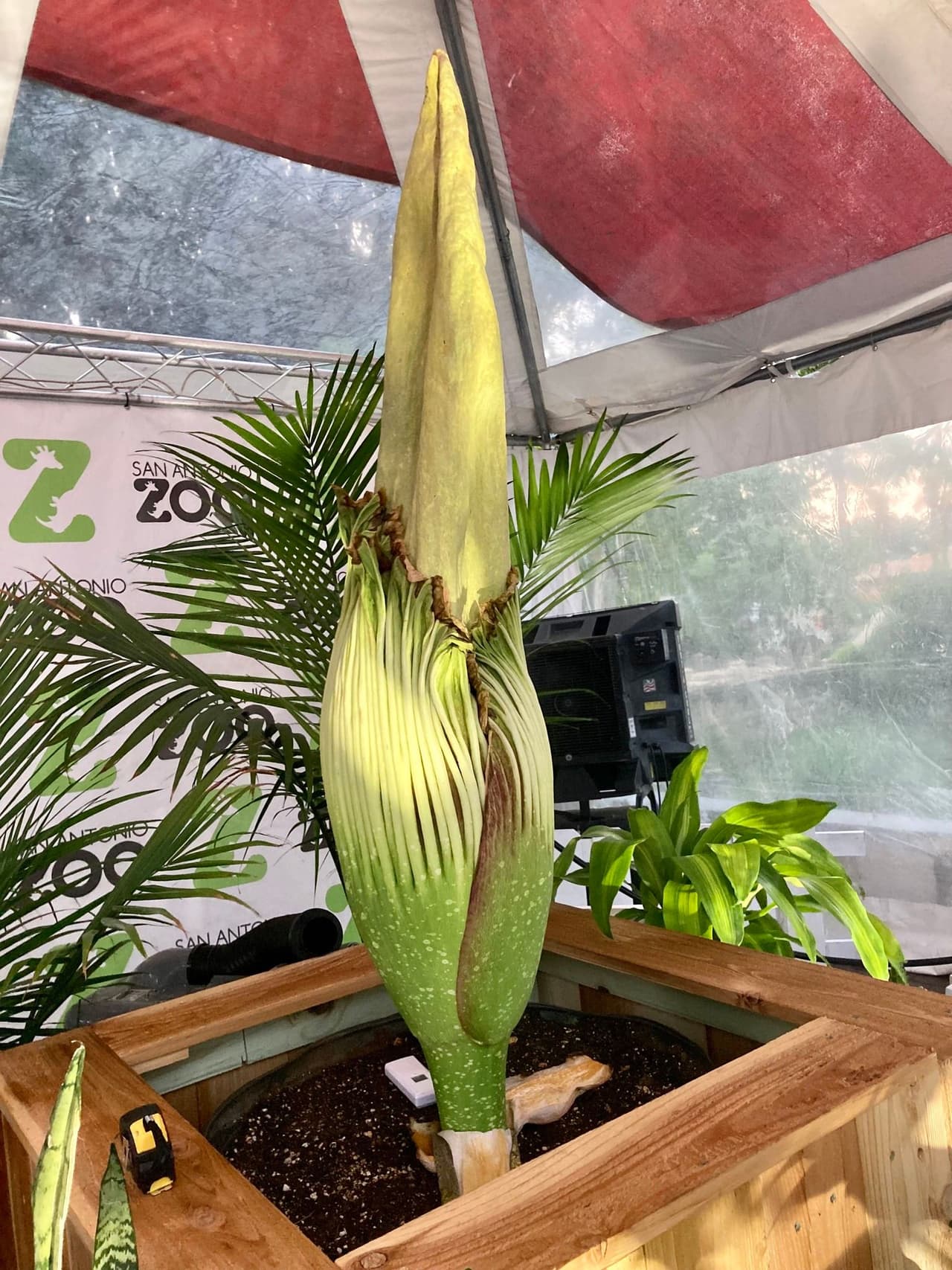 El Zoológico de San Antonio anunció el inicio de la descomposición de su flor cadáver.