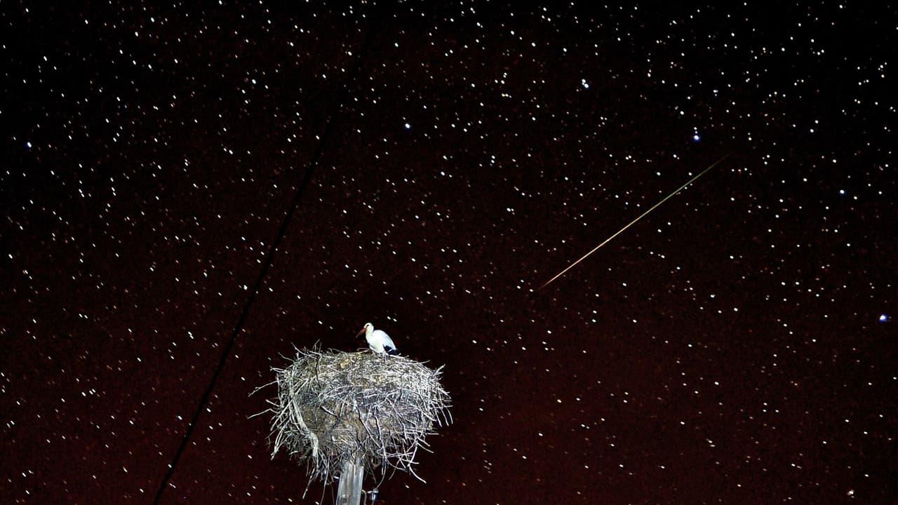 Los meteoros de las Perseidas cruzan el cielo nocturno sobre una cigüeña sentada en su nido en el pueblo de Yatskovichy, a unos 374 km al suroeste de Minsk, el 13 de agosto de 2018.