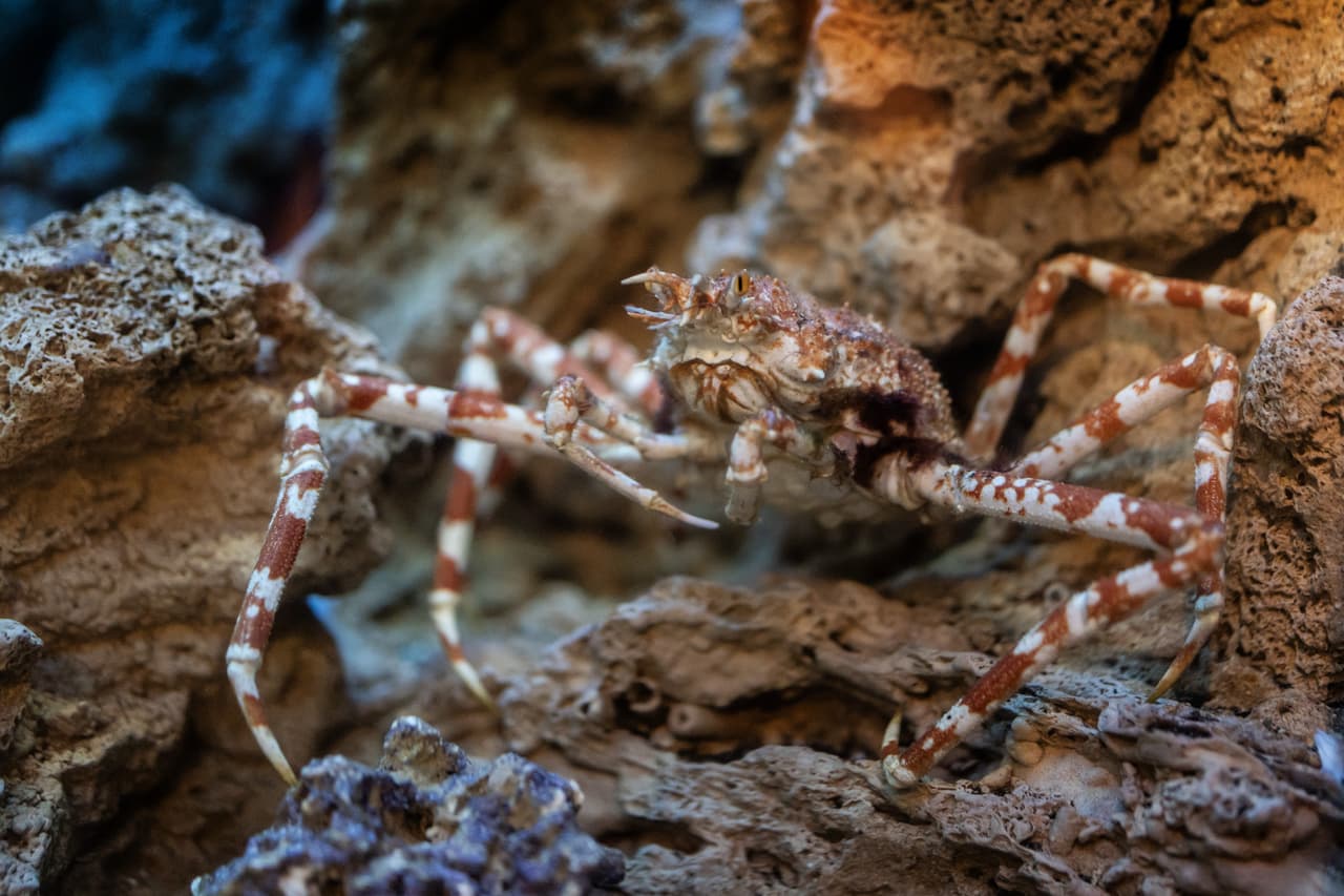 Estos cangrejos son la especia más grande del mundo y están en un hábitat con temperaturas de 55 grados Fahrenheit.