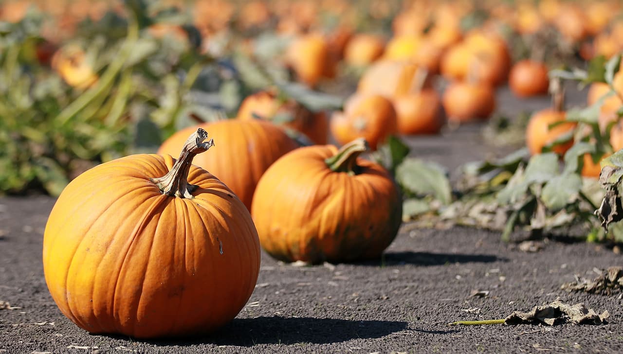 Visita un huerto de calabazas (Pumpkin Patch) para elegir una de esas enormes calabazas. Muchos parches de calabaza también ofrecen un paseo de heno inclusivo y comida mientras tu familia visita el huerto.