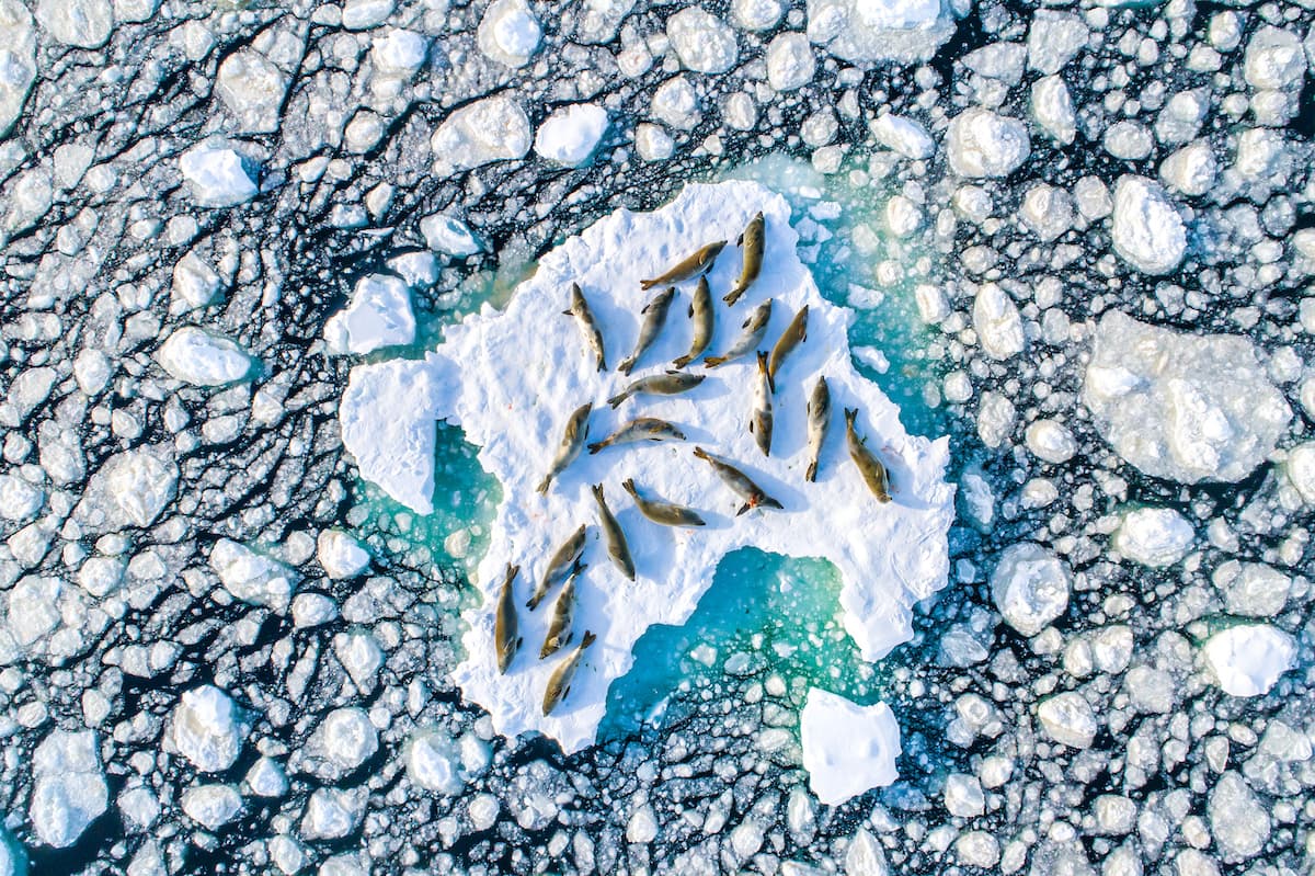 Un grupo de focas cangrejeras vistas desde arriba cuando descansaban sobre un pesado de hielo flotante en la península antártica. 
<b>“Nunca olvides el poder de un pequeño grupo de personas, comprometidas con una causa mayor, que puede cambiar el mundo”</b>, concluye el comunicado del proyecto 
<i><a href="https://www.printsfornature.com/index"><u>Prints for Nature</u></a></i>.
