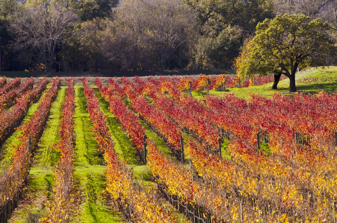 Un paseo por el valle de Napa en California permite ver el cambio de color en los viñedos y en todo el valle. Es un viaje ideal para hacer un fin de semana con la familia, aprender sobre la producción de vinos y disfrutar del aire fresco otoñal y de sus increíbles colores.