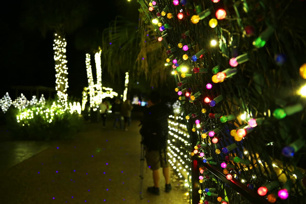 A la salida del túnel, los visitantes se encuentran con hileras de palmas y robles con sus tallos completamente iluminados.