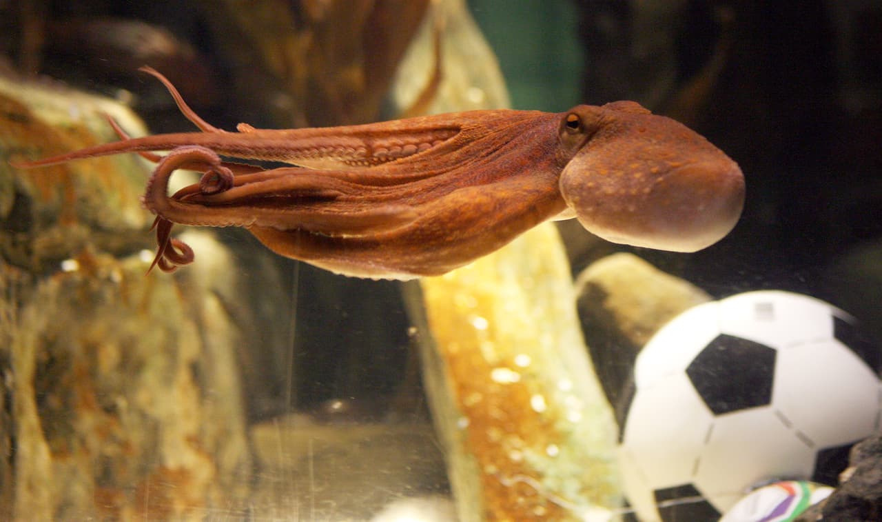 El dueño de Paul lo retiró del mundo de adivinar resultados deportivos luego del Mundiaal de Sudáfrica 2010 y meses después murió.