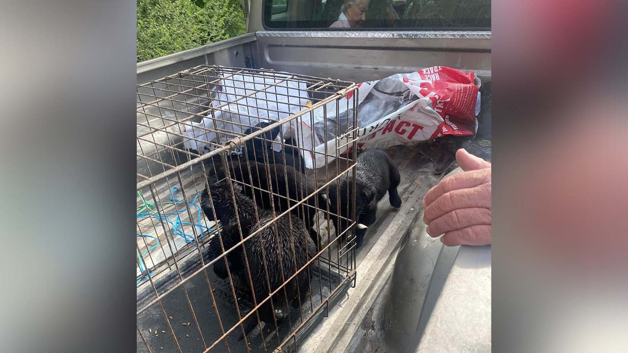 Al llegar, encontraron a los ocho animales que gracias a sus chillidos fueron escuchados y rescatados.