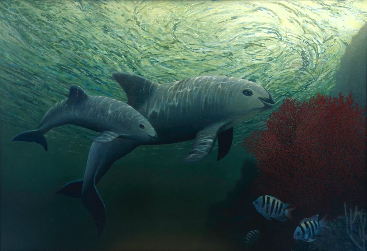 Vaquita: el cetáceo que se puede extinguir sin casi haberlo fotografiado vivo