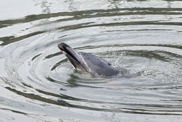 Delfin quedó atascado en canal contaminado en NY
