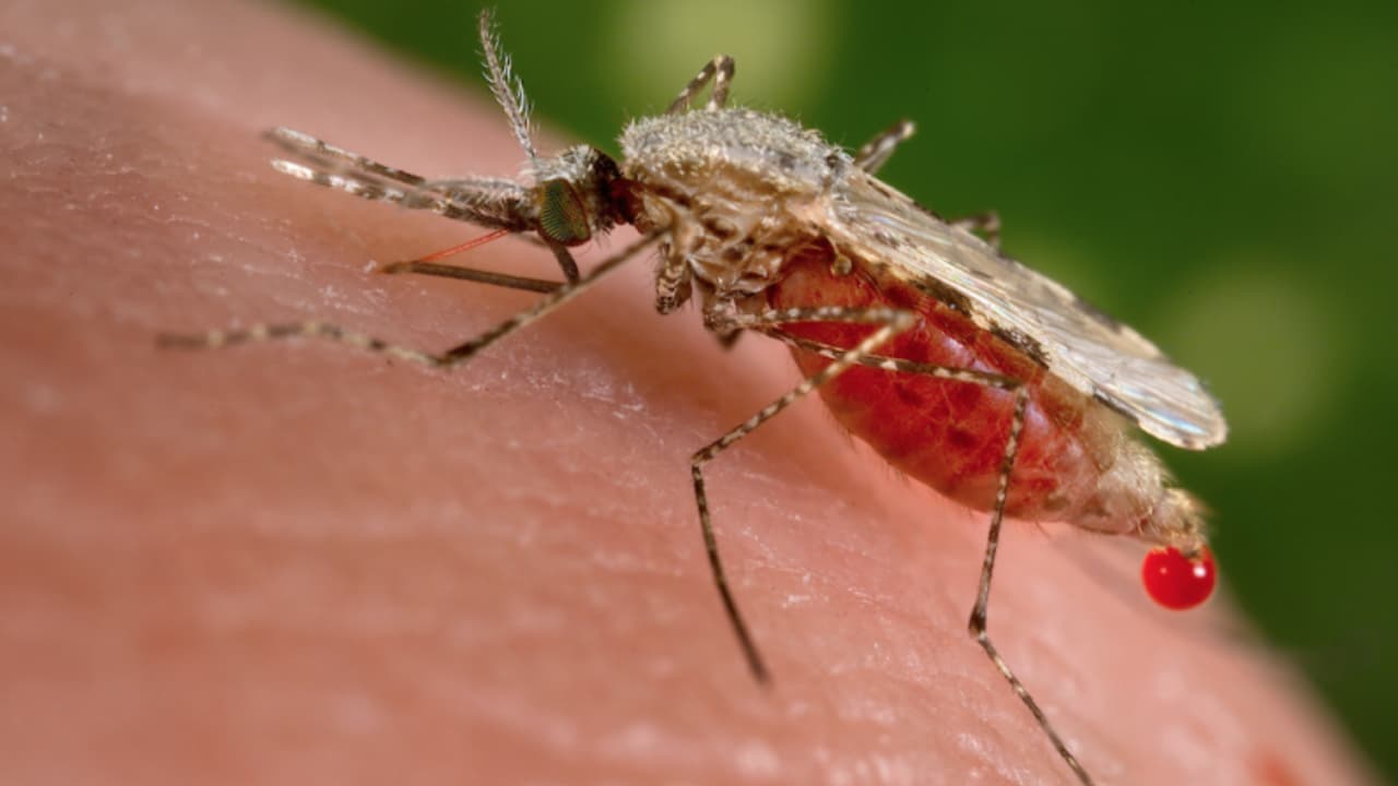 Autoridades confirman primera muerte por virus del Nilo Occidental en el condado Montgomery en 2026