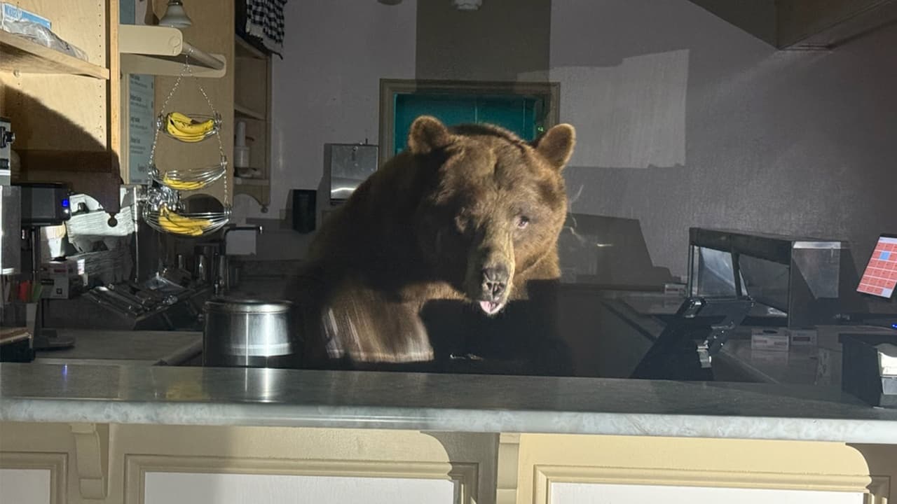 Sorprenden a oso dentro de una heladería en South Lake Tahoe probando helado de fresa