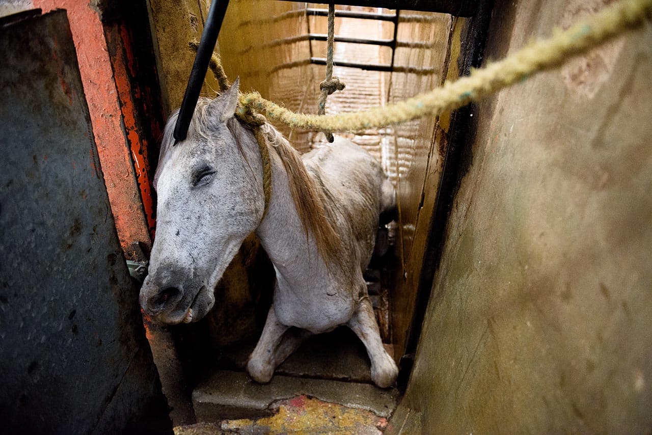 Electrocución de caballos.
<i>Arriaga (Chiapas), 2017.</i>