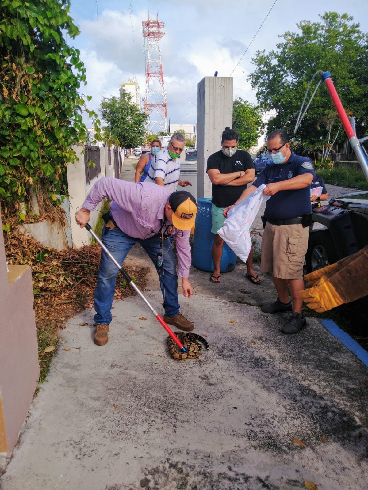 Personal del Cuerpo de Vigilantes de las unidades terrestre y marítima de Ponce dieron con el animal que llevaba desde el 7 de octubre en la urbanización.