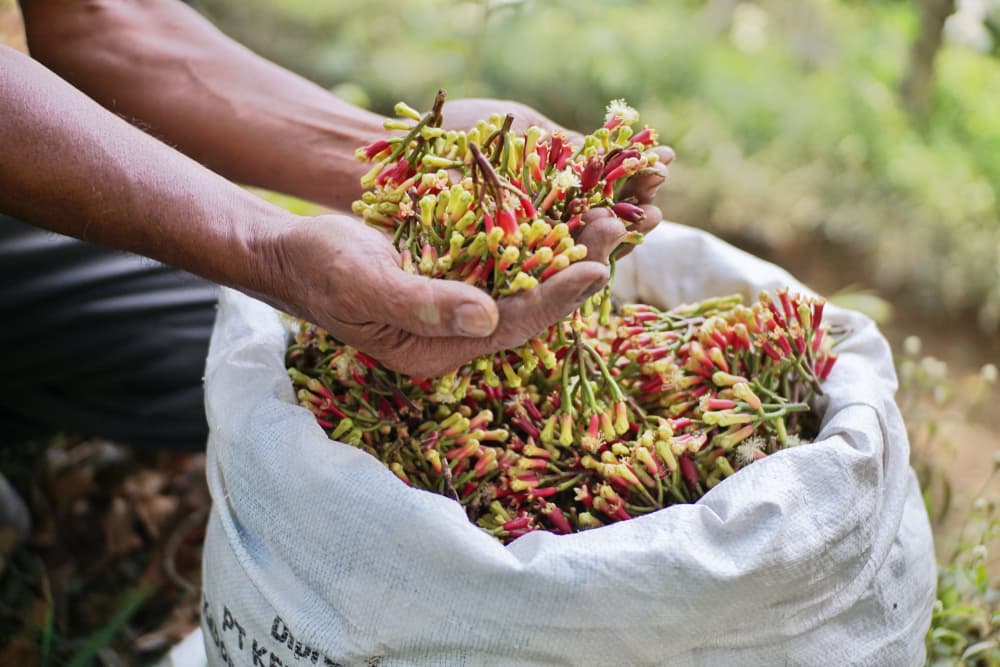 El clavo de olor es nativo de lugares tan lejanos como India e Indonesia, y es el árbol del clavo o clavero el que produce estos botones, a los que secos llamamos clavos por su parecido con ese objeto metálico. En inglés se les conoce como 'cloves'.