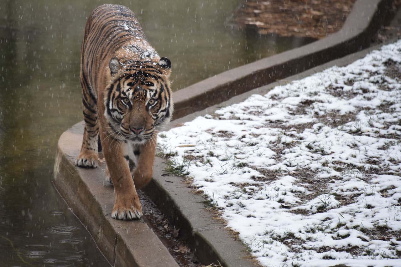 <b>Washington DC.</b> Un tigre camina bajo la nieve que cae en el zoológico Smithsonian de la capital estadounidense este sábado 9 de diciembre de 2017. Cerca de una pulgada de nieve ha sido reportada por la oficina del Servicio Meteorológico Nacional en Sterling, Virginia, en los suburbios de DC.
<br>