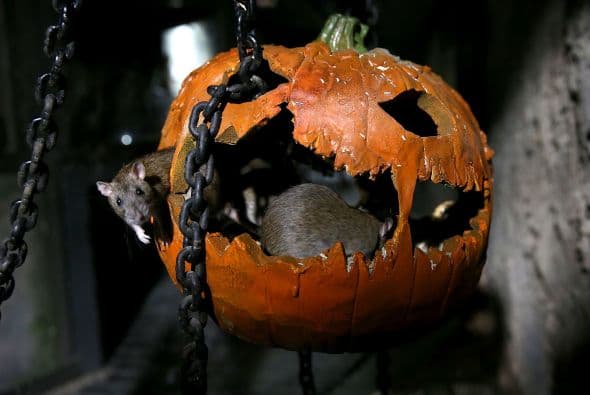 Se podrá disfrutar de un ambiente terrorífico y mucha diversión.