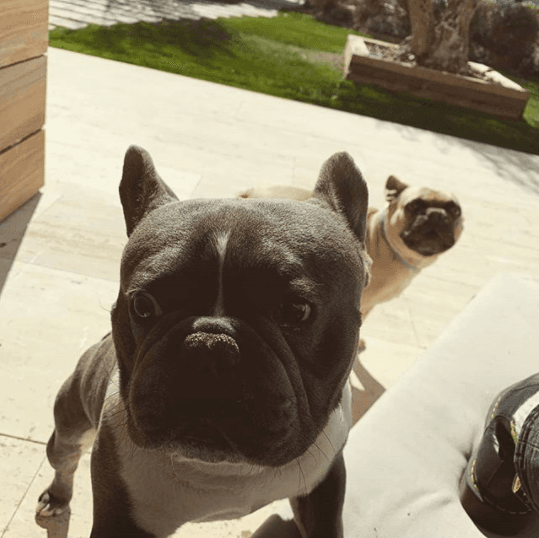 Los perros de Antoine Griezmann se llaman Narco y Hooki.