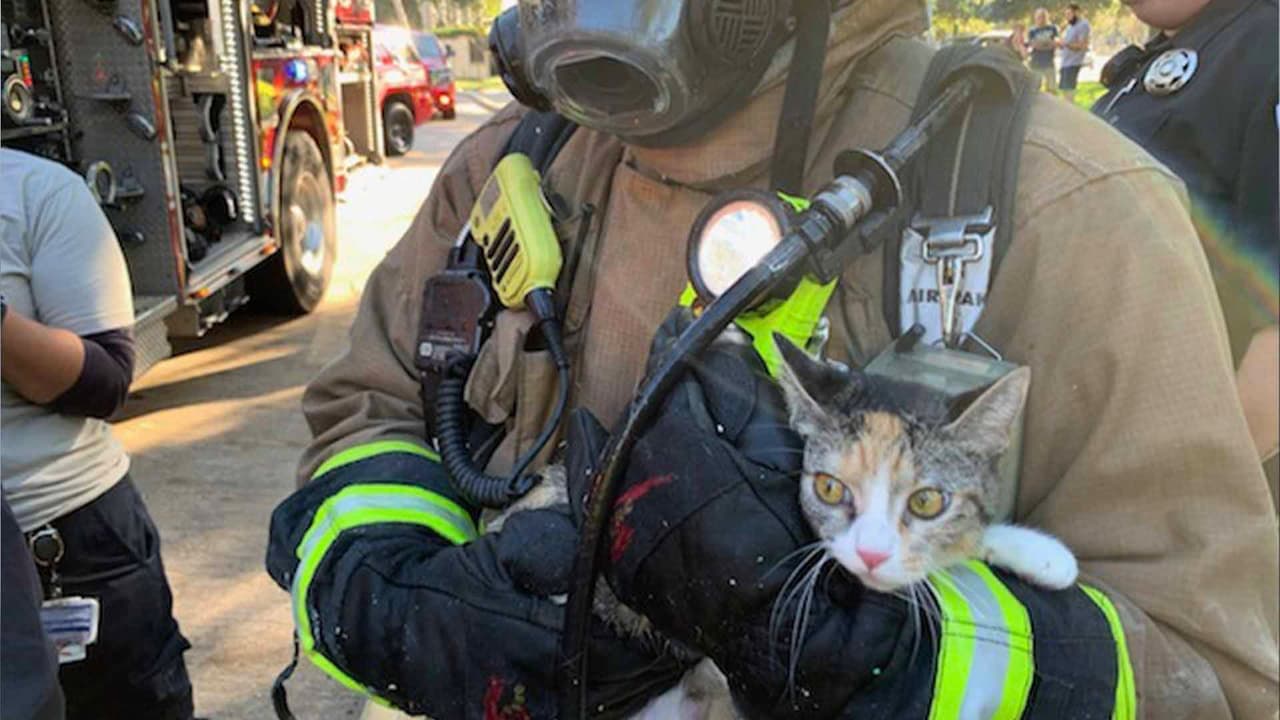 Dos gatos y un perro fueron rescatados por las autoridades.