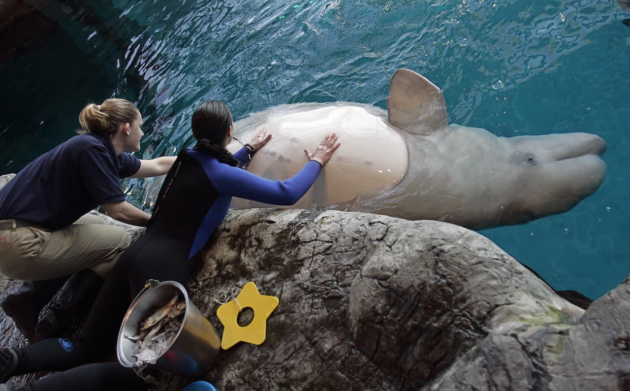 Shedd Aquarium movilizará los cuatro acres de espacio verde que rodean el edificio, mejorando el entorno natural de Shedd y haciéndolo más inclusivo e interactivo para todos los visitantes.