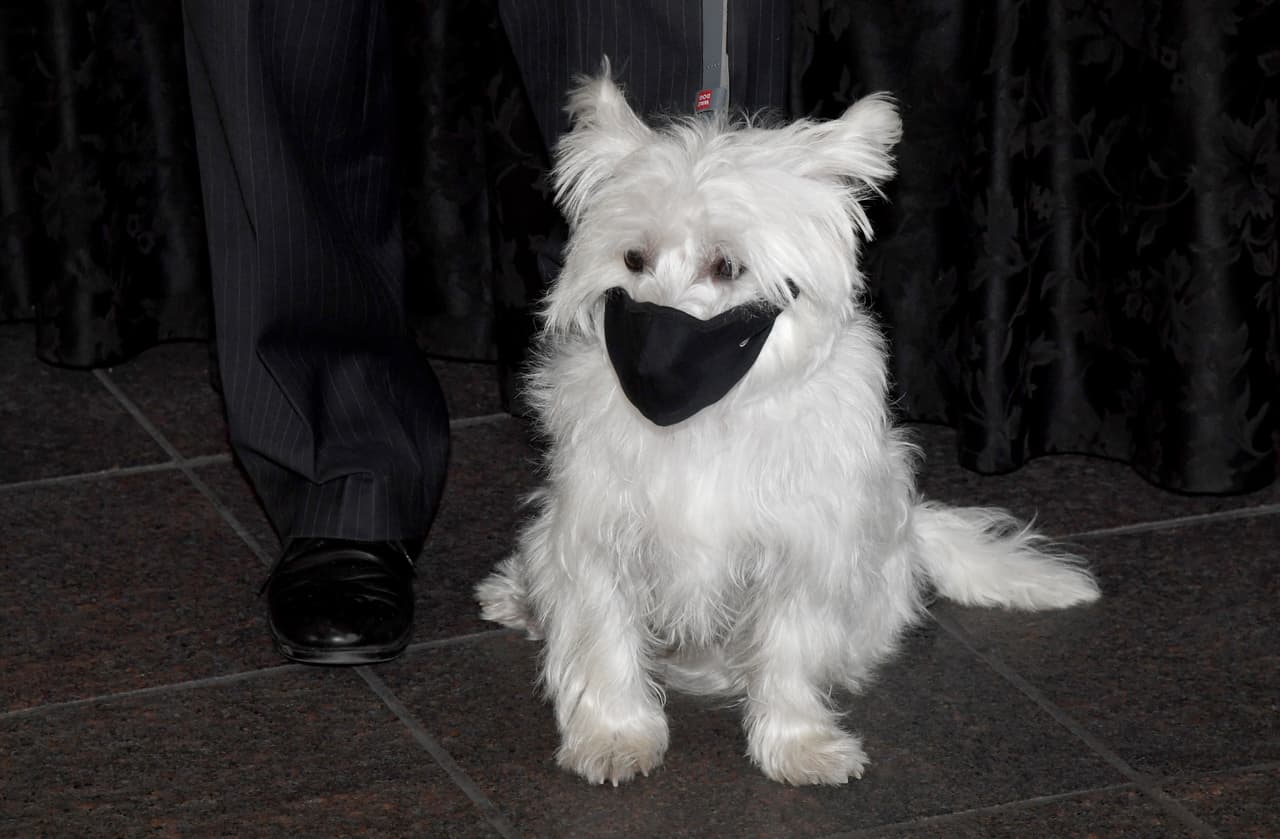 Los 
<b>perros</b> también pueden contagiarse con el 
<a href="https://www.univision.com/temas/coronavirus">coronavirus</a> si están en estrecho contacto con alguien enfermo. Por lo que se sabe el riesgo de que los animales propaguen a las personas se considera bajo.