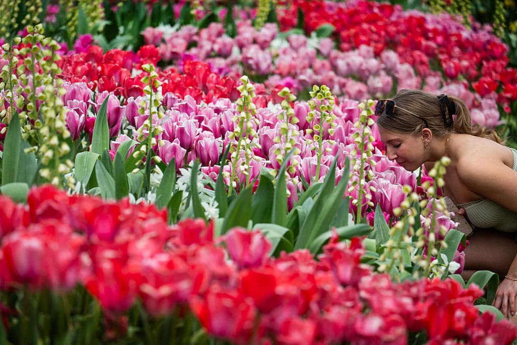 Esta es la temporada de tulipanes y en 
<b><a href="https://www.univision.com/local/philadelphia-wuvp/localisimo/festivales-de-primavera-que-no-querras-perderte-en-pensilvania-en-2023-fotos" target="_blank">Longwood Gardens</a></b> la experiencia para los amantes de estas flores es paradisíaca.