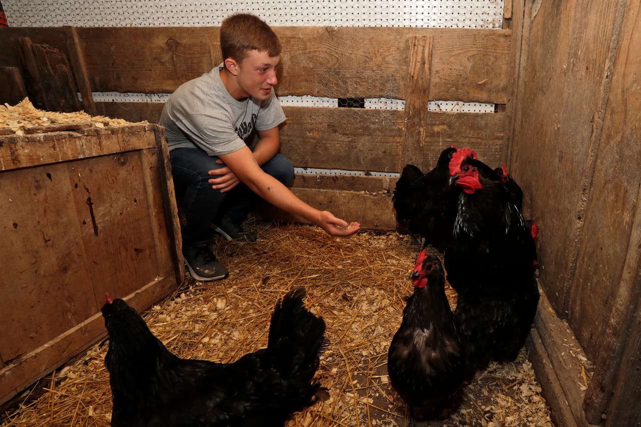 Stockton aprueba criar gallinas y abejas en la ciudad, y facilita tener un jardín comunitario