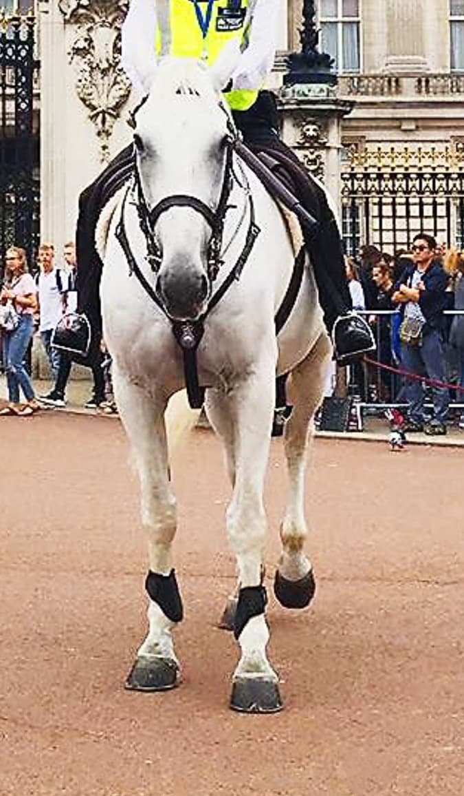 "Con gran tristeza anunciamos que PH Keston ha fallecido. PH Keston acompañó regularmente a la reina en diversos eventos estatales y en otras ocasiones de alto perfil. Fue muy complaciente con las personas de Londres. Gracias por tu servicio Keston. Descanse en paz".
<br>