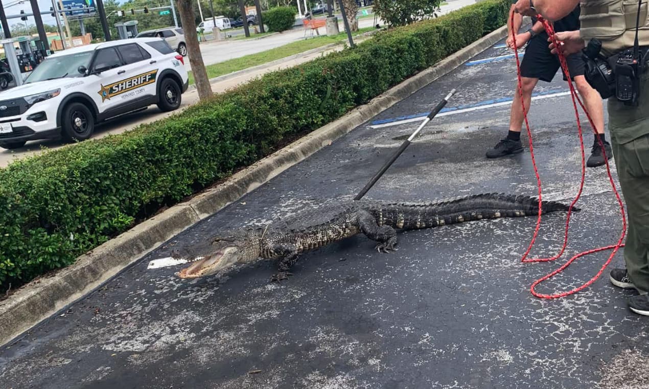 Atrapan a un caimán en el estacionamiento de un Wendy's 