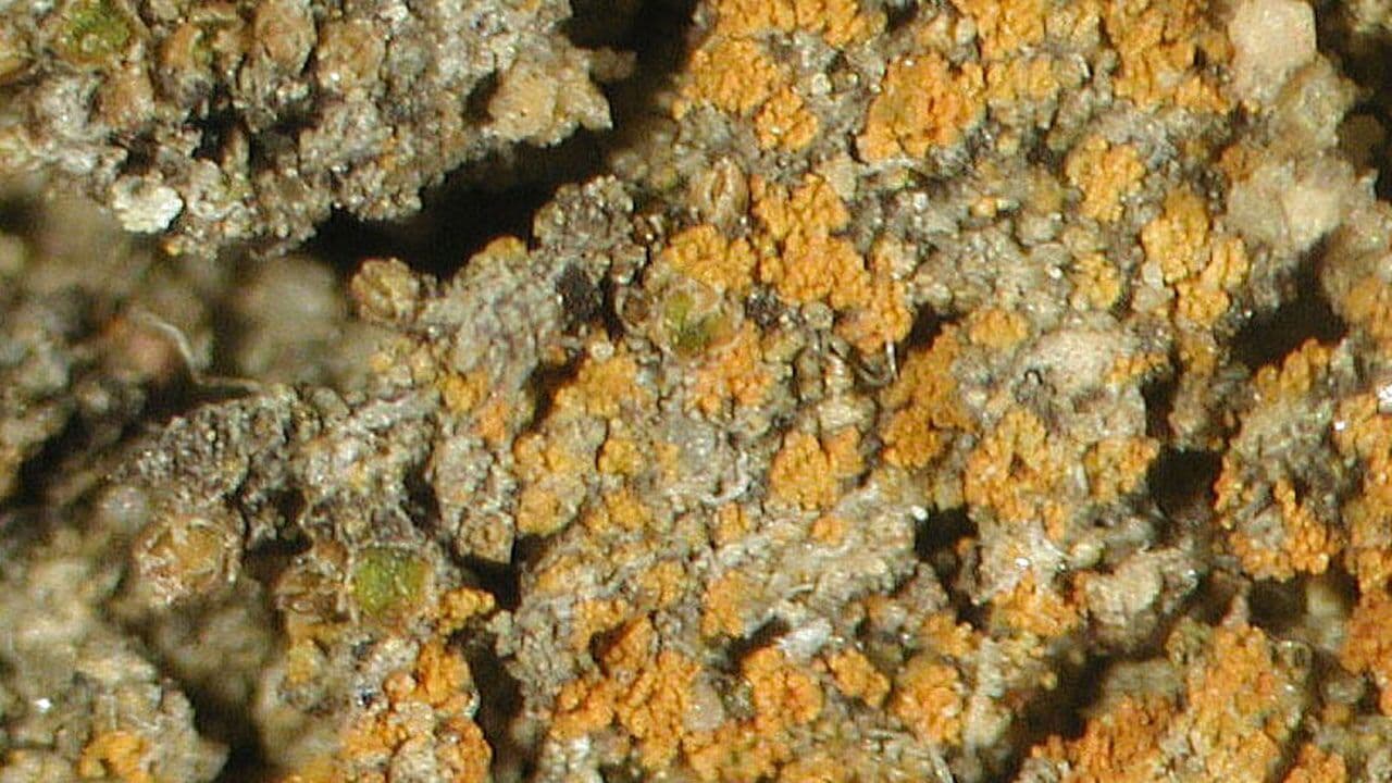 <i>Caloplaca obamae, </i>es un liquen naranja que vive en California. Fue el primer organismo que recibió el nombre del 44º presidente. Los investigadores decidieron nombrarlo así para mostrar y pedir a Obama apoyo para la ciencia y la educación científica. Su descubrimiento se dio a conocer en marzo de 2009 en la revista Opuscula Philolichenum.