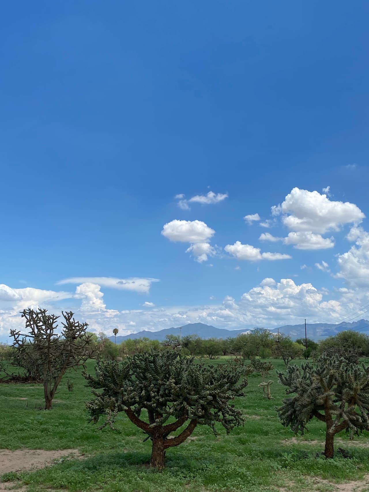 Se espera que la lluvia continúe llegando al área metropolitana de Tucson a medida que comienza agosto, según el Servicio Meteorológico.Hay una probabilidad del 15% al 20% de que llueva todos los días de esta semana. Pero se espera que el monzón sea menos activo que en los últimos días