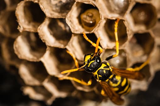 <b>Paper wasps</b>: Su colmena está abierta con celdas hexagonales. Por lo general, tiene una forma de paraguas y puede contener menos de 100 avispas. Su veneno puede causar una reacción alérgica grave en algunas personas que requiere atención médica inmediata.