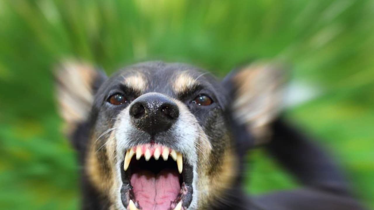 Un perro mata a una bebé de 2 meses que dormía junto a la cama de sus padres