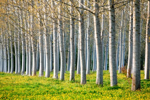 A row of spring Poplar trees.