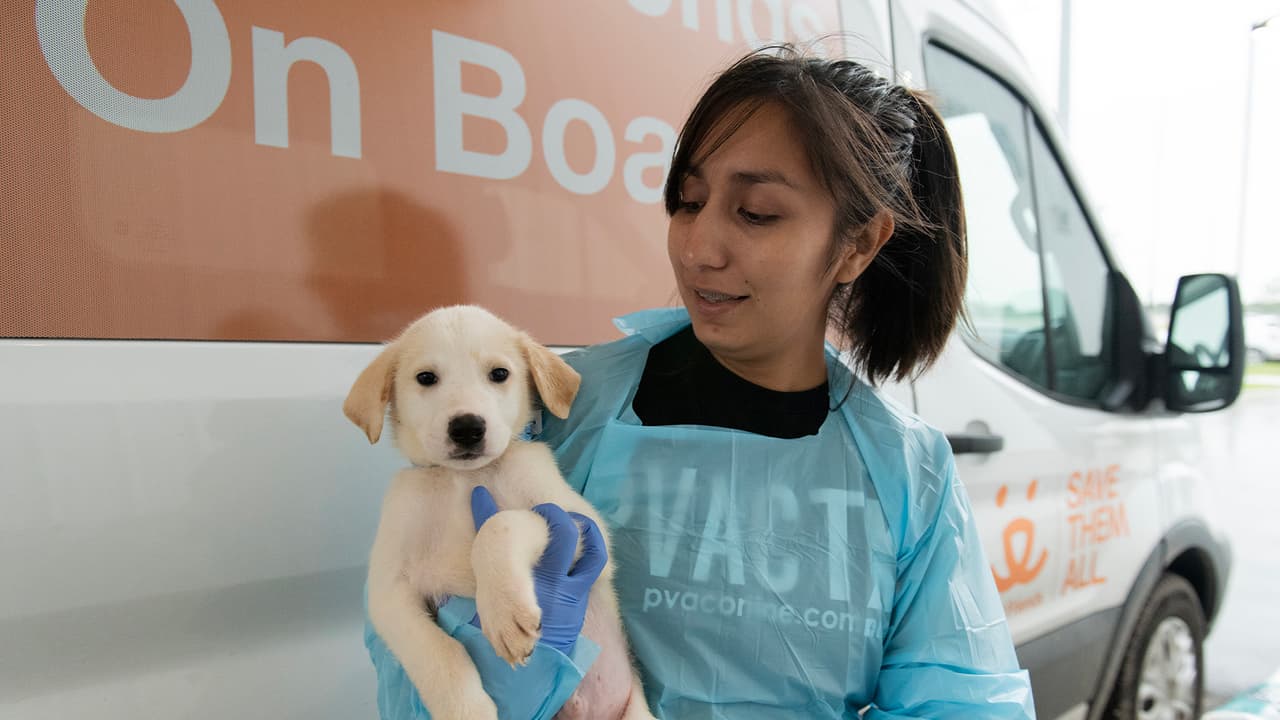 Ciertos refugios de animales tienen la regla de sacrificar a
<b><a href="https://www.univision.com/local/houston-kxln/spca-rescate-maltrato-animal-video-houston-fotos">perros y gatos</a></b> si no hay nadie que los adopte y ese periodo puede ser de 10 días dependiendo el lugar.