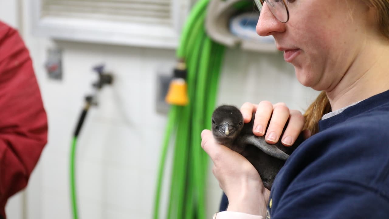 Estos animales se ven cada vez menos en su hábitat debido al cambio climático y a la sobrepesca.