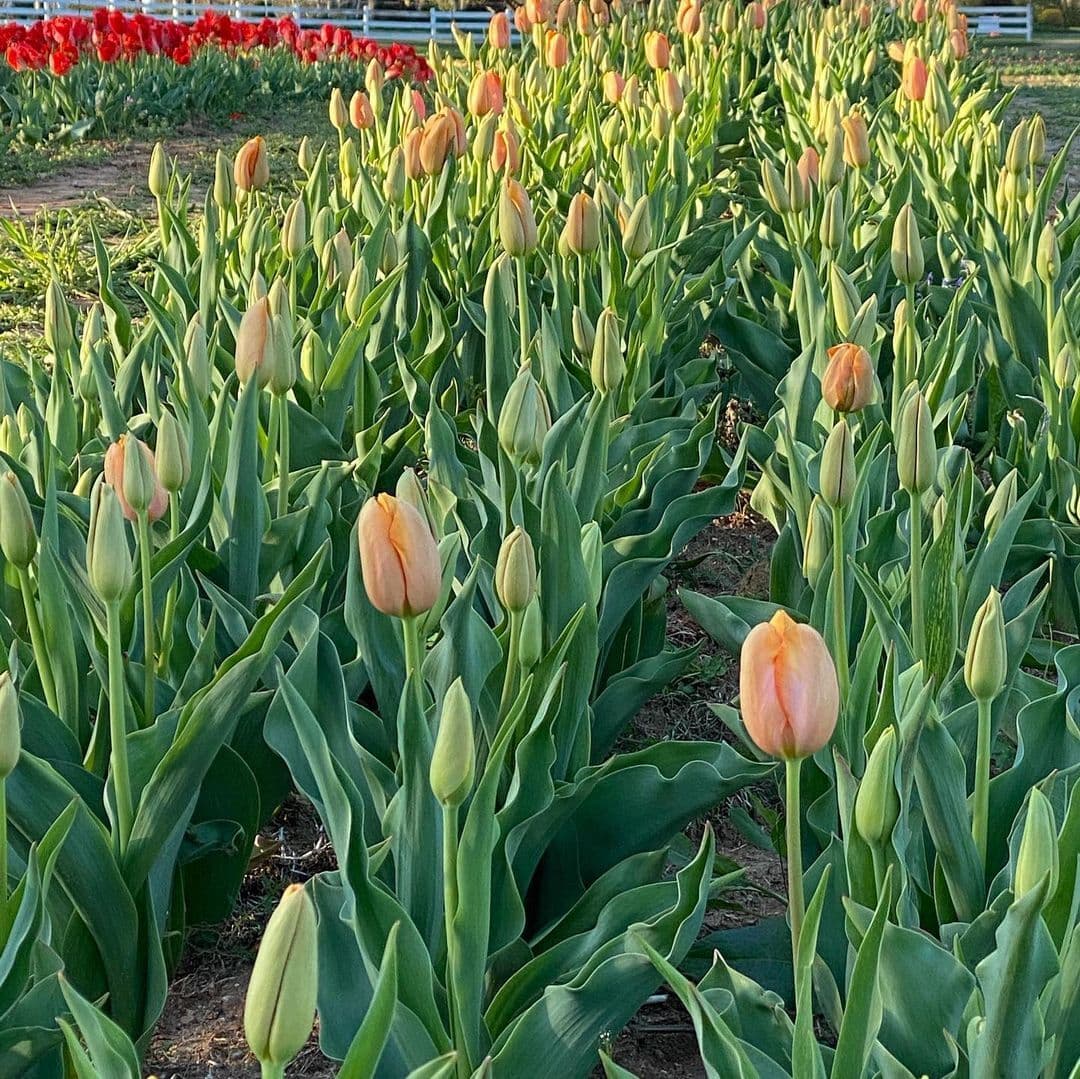 Puedes llevar tus propios alimentos y bebidas y realizar un picnic en la propiedad.