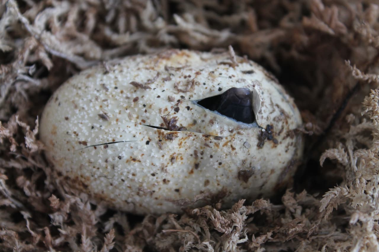 La reintroducción de las serpientes índigo en la reserva privada Apalachicola Bluffs y Ravines es parte de un esfuerzo continuo para preservar y restaurar la biodiversidad del ecosistema del pino de hoja larga. Aquí se ve cómo una cría de índigo comienza su eclosión o nacimiento.