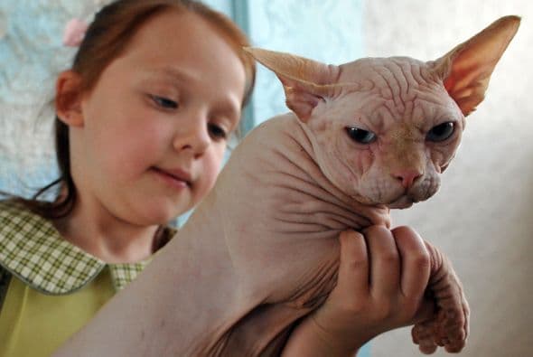 Sphynx o gato esfinge. Si en lugar de un perro buscas un gatito, podría interesarte esta raza de aspecto peculiar, que directamente no tiene pelo.