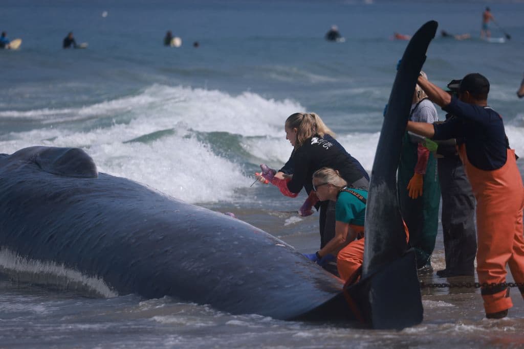 Tomaron muestras de sangre y de algunos órganos que expondrán la causa del fallecimiento aparentemente prematuro.