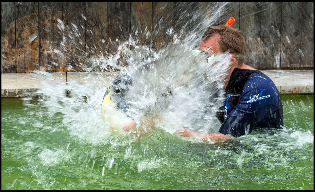 Keen espera poder ayudar al ave a superar sus temores.