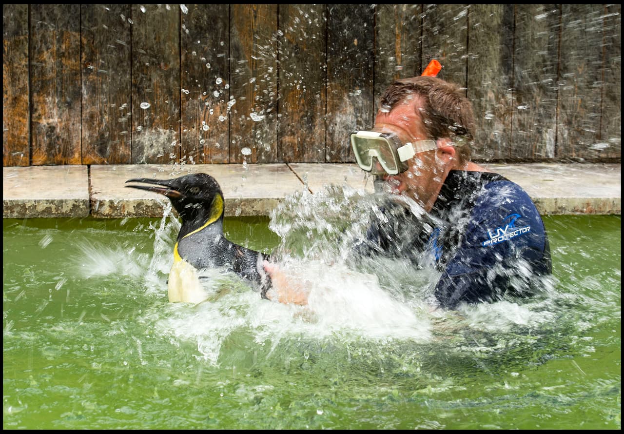 Como es de esperar, tampoco sabe que a estas aves les gusta mucho nadar.