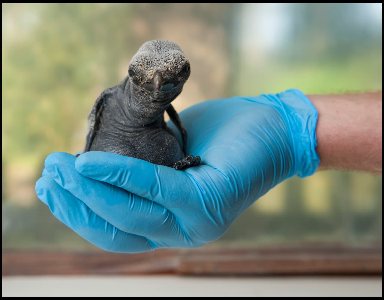 Por eso, poco a poco, se están encargando de eliminar su miedo.